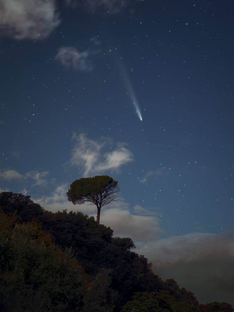 Cometa y pino de Loja 1304
