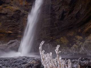 Vegetación en Kvernufoss