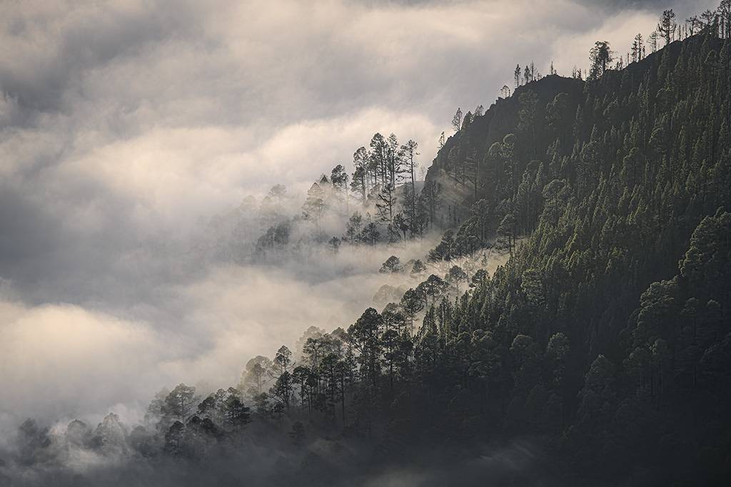 Pinos entre nubes 2242