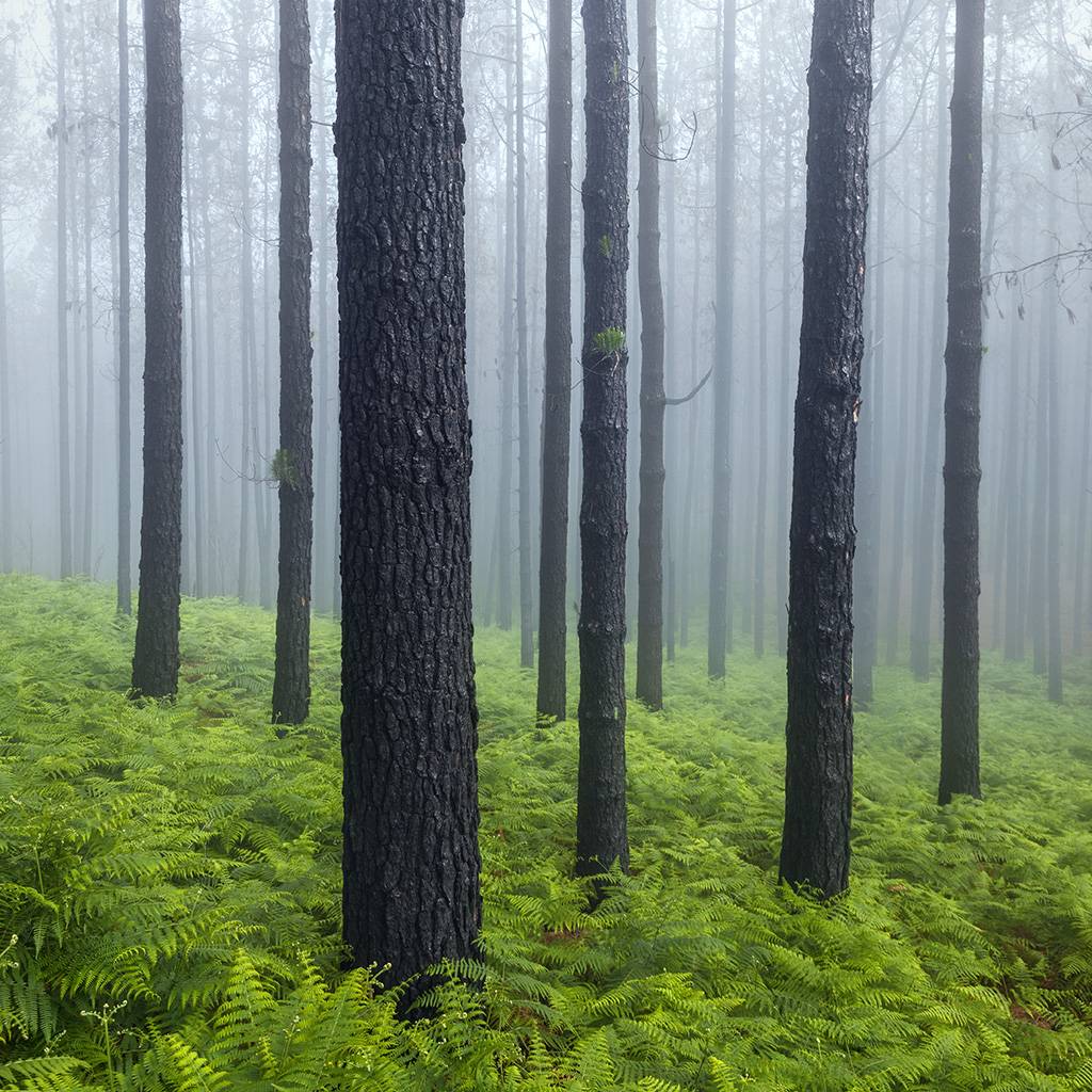 Pinos con helechos entre niebla 2082