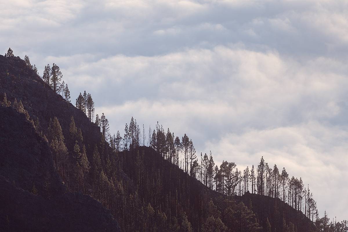 Pinos entre nubes 2263