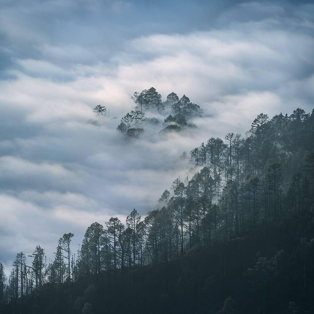 Pinos entre nubes 2261