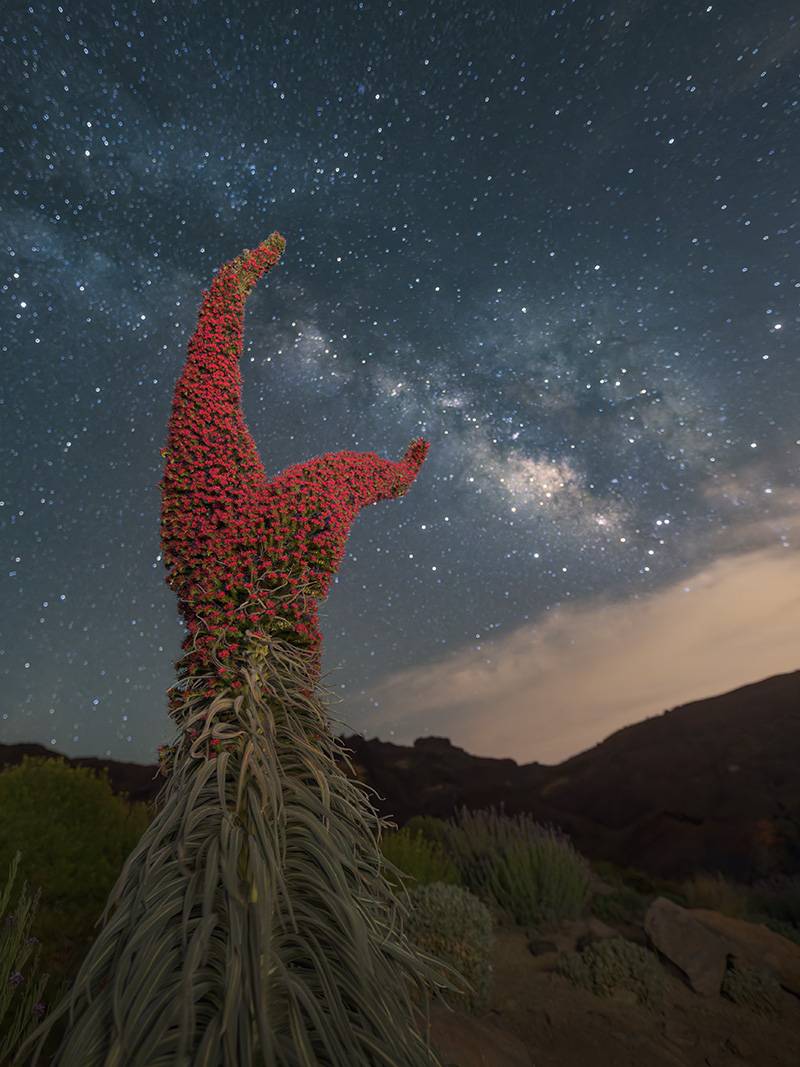 Tajinaste Via Lactea 3731