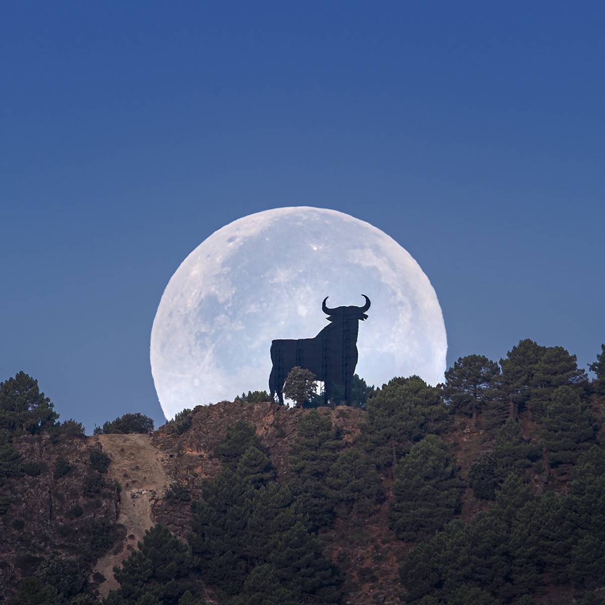 Toro Osborne Sierra Nevada 1395
