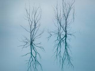 Ramas Neuronales
