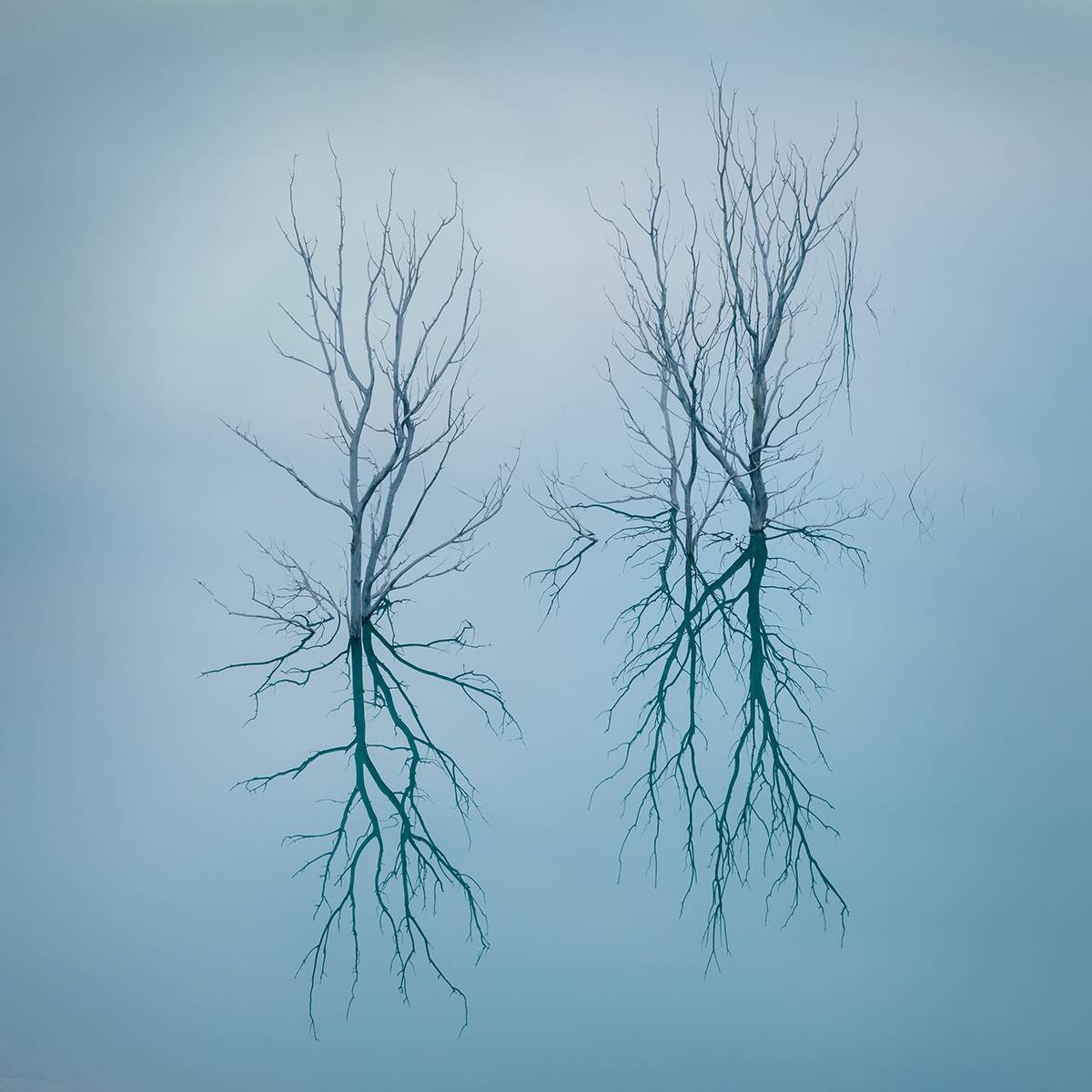 Ramas Neuronales 3744